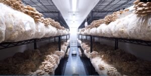 New Windmill Farms and Heartee Partnership Signals Growth in Ontario Mushroom Industry wff lions