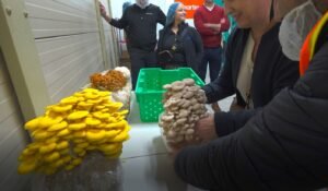 New Windmill Farms and Heartee Partnership Signals Growth in Ontario Mushroom Industry Mushroom Specialist Mo gets hands on with guests and their specialist mushrooms