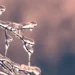 Dec. 23 Weather: Freezing Rain Possible Across Southern Ontario freezingrain 3
