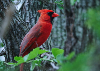 2c2673f2 dca7 4d79 95fe 8ed44a769c36888