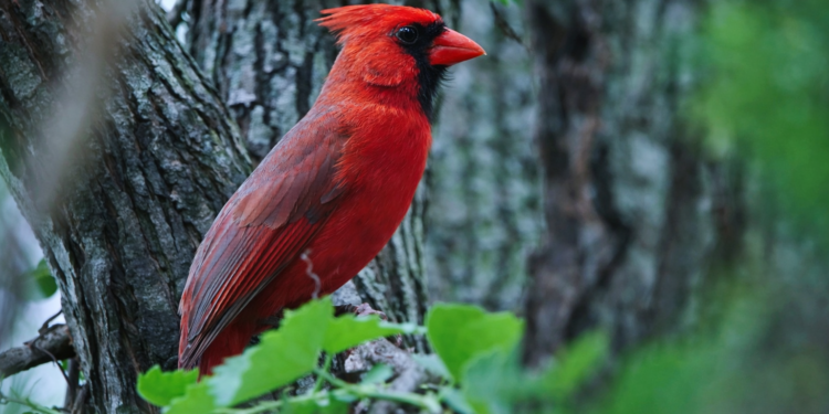 Uxbridge Christmas Bird Count Logs 7,000 Birds Across 49 Species 2c2673f2 dca7 4d79 95fe 8ed44a769c36888