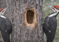 Courtice Development Raises Concerns Over Nesting Woodpeckers 47726fa2 5a75 4fca ac82 979dfda5fd3d