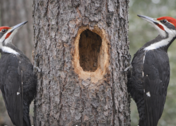 Courtice Development Raises Concerns Over Nesting Woodpeckers 47726fa2 5a75 4fca ac82 979dfda5fd3d
