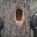 Courtice Development Raises Concerns Over Nesting Woodpeckers 47726fa2 5a75 4fca ac82 979dfda5fd3d