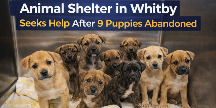 68fb118a 569c 42e0 ba7a 75730588fdef