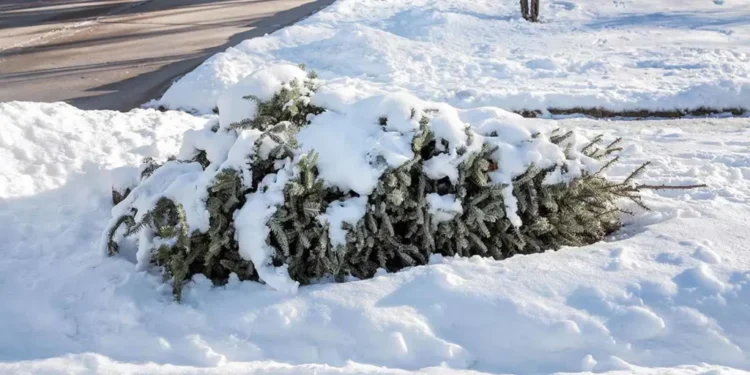 discarded christmas tree on curb 1200x600px 1024x512