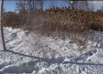 winter snow brush