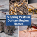 5 Pests to Watch for This Spring in Durham Region Homes 5 spring pests in durham region homes