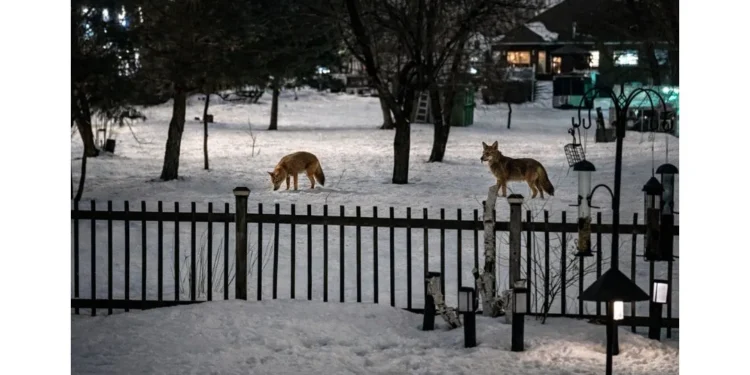Courtice Coyotes Pack Winter Night Near Townline and Lawson Road carnival cruise line donates 15 (19)