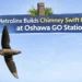 metrolinx builds chimney swift habitat at oshawa go station