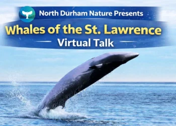 north durham nature presents whales of the st. lawrence virtual talk
