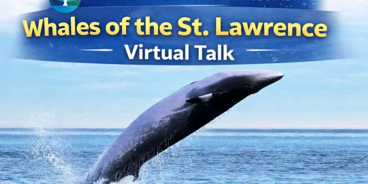 north durham nature presents whales of the st. lawrence virtual talk
