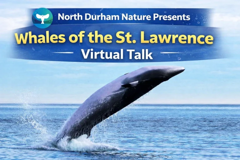 north durham nature presents whales of the st. lawrence virtual talk