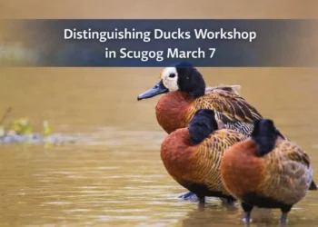 distinguishing ducks workshop in scugog march 7