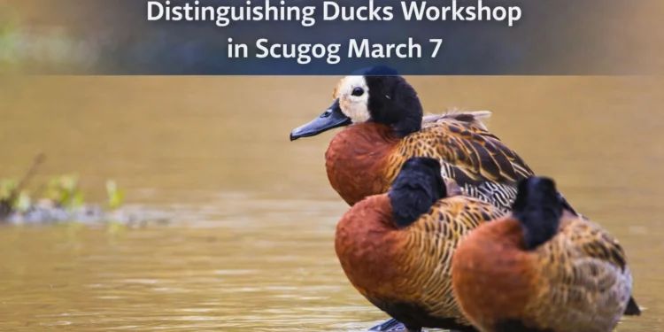 distinguishing ducks workshop in scugog march 7