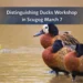 distinguishing ducks workshop in scugog march 7