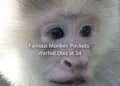Famous Monkey Dies at Ontario Animal Sanctuary famous monkey pockets warhol dies at 34