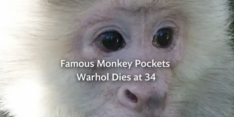 Famous Monkey Dies at Ontario Animal Sanctuary famous monkey pockets warhol dies at 34