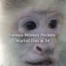 famous monkey pockets warhol dies at 34