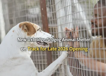 New Animal Shelter for Uxbridge-Scugog on Track for Late 2026 Opening new uxbridge scugog animal shelter on track for late 2026 opening