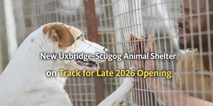 New Animal Shelter for Uxbridge-Scugog on Track for Late 2026 Opening new uxbridge scugog animal shelter on track for late 2026 opening