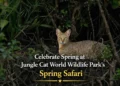 celebrate spring at jungle cat world wildlife park's spring safari