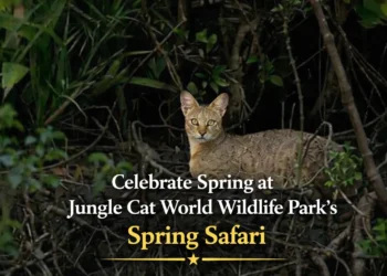 celebrate spring at jungle cat world wildlife park's spring safari