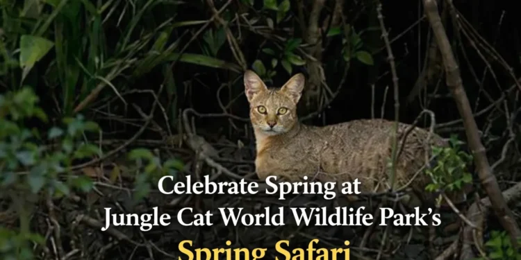 celebrate spring at jungle cat world wildlife park's spring safari