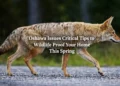 wildlife proof your home this spring