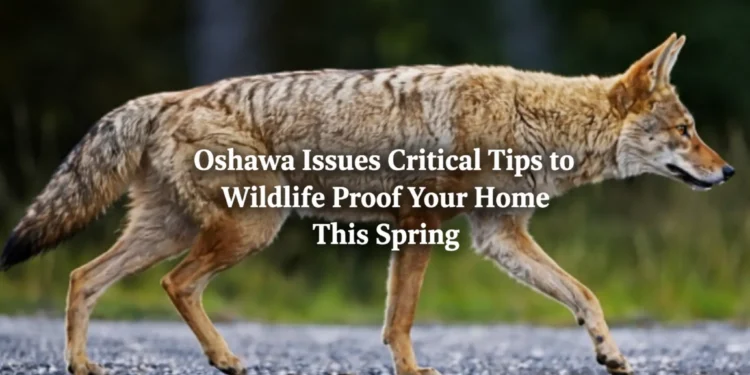 Oshawa Issues Critical Tips to Wildlife Proof Your Home This Spring wildlife proof your home this spring