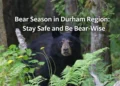 Bear Season in Durham Region: Stay Safe and Be Bear-Wise bear season durham region