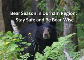 bear season durham region