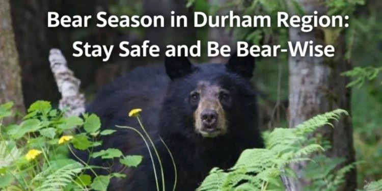 bear season durham region