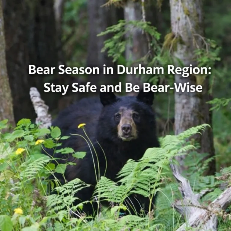 bear season durham region