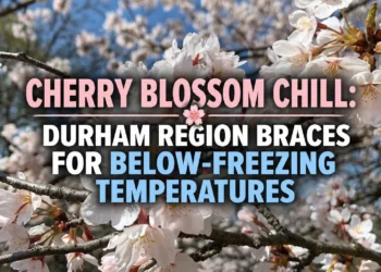 cherry blossom chill durham region braces frost