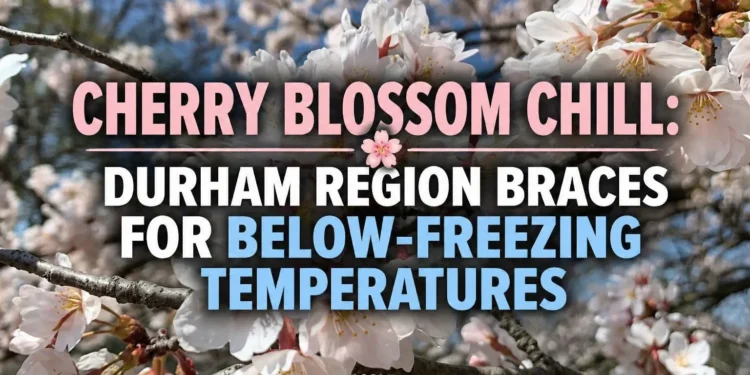 cherry blossom chill durham region braces frost