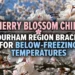 cherry blossom chill durham region braces frost