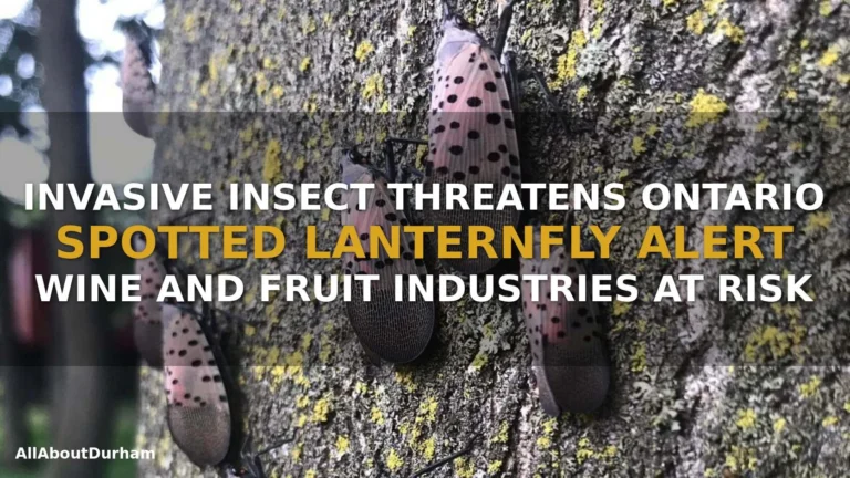 lanternfly light