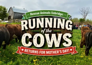 running of the cows event