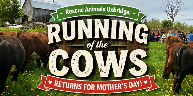 running of the cows event