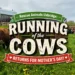 running of the cows event