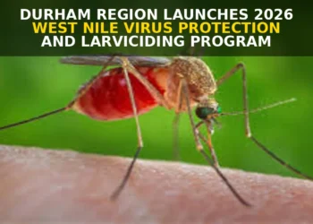 Durham Region Launches 2026 West Nile Virus Protection and Larviciding Program west nile virus protection