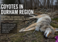 caoyotes in durham region