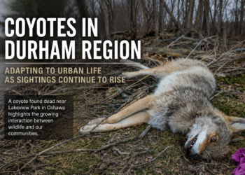 caoyotes in durham region