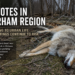 caoyotes in durham region