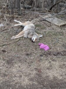 Dead coyote next to walking trsail 