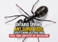 ant surge