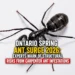 Ontario Spring Ant Surge 2026: Experts Warn of Structural Risks from Carpenter Ant Infestations ant surge