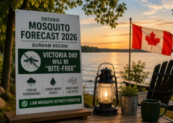 mosquito forecast