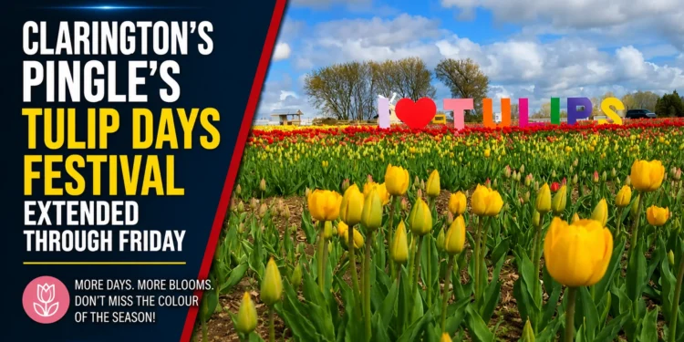 Clarington's Pingle's Tulip Days Festival Extended Through Friday tulip days